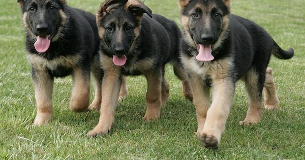 Gsd cheap litter size